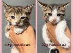 Female Kittens - Domestic Kitten For Sale - Leominster&comma; MA&comma; US