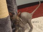 Bristol - Sphynx Kitten For Sale - IL&comma; US