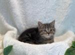 Baccon boy - Minuet Kitten For Sale - Milford&comma; OH&comma; US