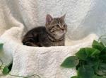 Short boy - Munchkin Kitten For Sale - Milford&comma; OH&comma; US