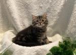Baby boy - Persian Kitten For Sale - Milford&comma; OH&comma; US