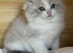 Blue Cream Torbie Bicolor Female - Ragdoll Kitten For Sale - Hastings&comma; PA&comma; US