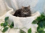 Short legs boy - Munchkin Kitten For Sale - Milford&comma; OH&comma; US