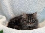 Sausage - Minuet Kitten For Sale - Milford&comma; OH&comma; US