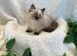 Baby girl short legs - Munchkin Kitten For Sale - Milford&comma; OH&comma; US