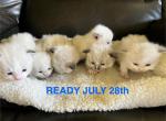 Ready July 28th - Ragdoll Kitten For Sale - Columbia&comma; MD&comma; US