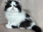 Duey - Persian Kitten For Sale - 