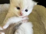 RESERVED Brunson's Princess - Ragdoll Kitten For Sale - Columbia&comma; MD&comma; US