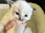 Momo's Seal Point Prince 1 - Ragdoll Kitten For Sale - Columbia&comma; MD&comma; US