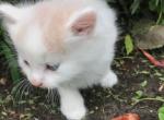 Sunny - Domestic Kitten For Adoption - Perry&comma; IA&comma; US