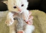 Momo's Seal Bicolor Prince 5 - Ragdoll Kitten For Sale - Columbia&comma; MD&comma; US