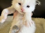 Momo's Seal Bicolor Prince 4 - Ragdoll Kitten For Sale - Columbia&comma; MD&comma; US