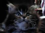 Solar - Maine Coon Kitten For Sale - Mount Penn&comma; PA&comma; US
