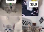 Beautiful kittens for rehoming - American Shorthair Kitten For Sale - Dearborn Heights&comma; MI&comma; US