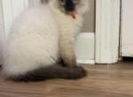 Ragdolls Boys - Ragdoll Kitten For Sale - East Longmeadow&comma; MA&comma; US