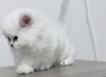 Scottish - Scottish Straight Kitten For Sale - Ontario&comma; NY&comma; US