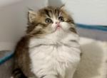 Scottish  longhair - Scottish Straight Kitten For Sale - Ontario&comma; NY&comma; US
