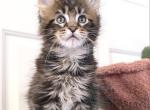 Varga - Maine Coon Kitten For Sale - Charlotte&comma; NC&comma; US