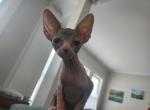 Hopper - Sphynx Kitten For Sale - Vineland&comma; NJ&comma; US