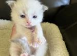 Momo's Blue Bicolor Prince 2 - Ragdoll Kitten For Sale - Columbia&comma; MD&comma; US