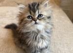 Dollface Persians - Persian Kitten For Sale - Santa Clara&comma; UT&comma; US