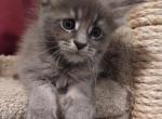 Mufasa - Maine Coon Kitten For Sale - Trevor&comma; WI&comma; US