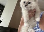 Lovebug - Ragdoll Kitten For Sale - San Diego&comma; CA&comma; US