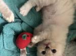 Purebred mitted male linx blue point ragdoll kitte - Ragdoll Kitten For Sale - Beavercreek&comma; OH&comma; US