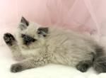 Fendi - Himalayan Kitten For Sale - 