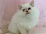 Fenix - Himalayan Kitten For Sale - 