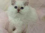 Fiona - Himalayan Kitten For Sale - Tallahassee&comma; FL&comma; US