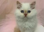 Fiona - Himalayan Kitten For Sale - Tallahassee&comma; FL&comma; US
