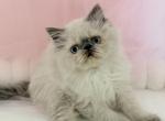 Fitz - Himalayan Kitten For Sale - Tallahassee&comma; FL&comma; US