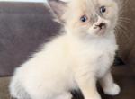 Ragdoll Balinese blue eyed kittens - Balinese Kitten For Sale - 