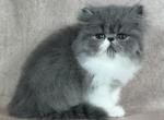 Gabby - Persian Kitten For Sale - Willis&comma; TX&comma; US