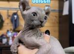 Blue Elf Female Near Cincinnati - Sphynx Kitten For Sale - 