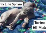 Blue Elf Male Near Cincinnati - Sphynx Kitten For Sale - Mount Orab&comma; OH&comma; US