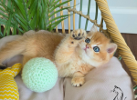 Dante - British Shorthair Kitten For Sale - TN&comma; US