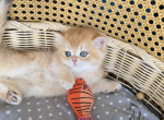 Demi - British Shorthair Kitten For Sale - TN&comma; US