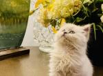 Bella - British Shorthair Kitten For Adoption - 