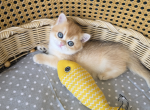 Dobby - British Shorthair Kitten For Sale - TN&comma; US