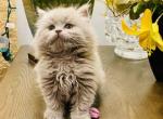 Leo - British Shorthair Kitten For Sale - Norwood&comma; MA&comma; US