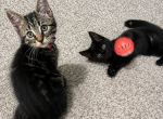 NA - Maine Coon Kitten For Sale - Bellevue&comma; WA&comma; US