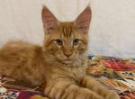 Thomas - Maine Coon Kitten For Sale - Vernon&comma; NJ&comma; US