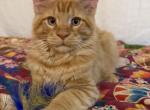Peach - Maine Coon Kitten For Sale - Vernon&comma; NJ&comma; US