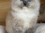 Blue Mitted Female - Ragdoll Kitten For Sale - Hastings&comma; PA&comma; US