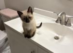 Farley - Ragdoll Kitten For Sale - Orlando&comma; FL&comma; US