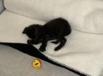 Beerus - Maine Coon Kitten For Sale - 