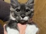 Brooks - Maine Coon Kitten For Sale - Rogersville&comma; MO&comma; US
