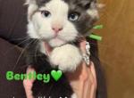 Bentley - Maine Coon Kitten For Sale - Rogersville&comma; MO&comma; US